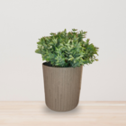 Vaso de Planta Pequeno em Madeira|Plástico 18x15,4cm Cinza Sustentável Cinza Petra Tronco Evo Design